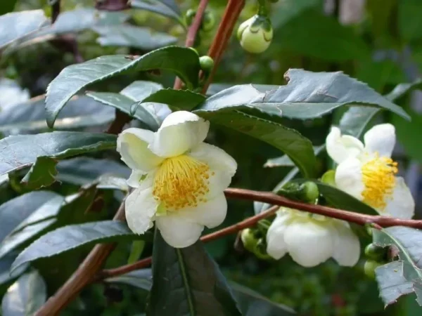 Green Tea Tree Camellia Sinensis Plant - 1 Feet Tall - 3" Pot - Live Plant
