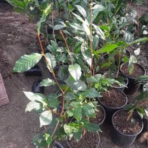 Green Tea Tree Camellia Sinensis Plant - 1 Feet Tall - 3