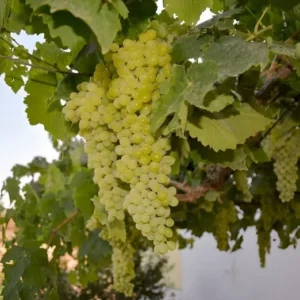 Green Thompson Seedless Grape Vine - 1 Foot Plant in 6-inch Pot