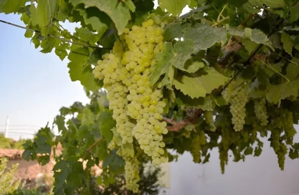 Green Thompson Seedless Grape Vine - 1 Foot Plant in 6-inch Pot