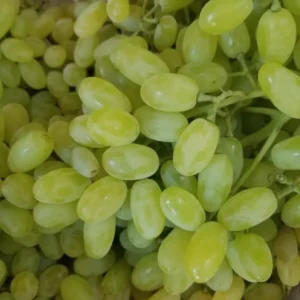 Green Thompson Seedless Grape Vine - 1 Foot Plant in 6-inch Pot