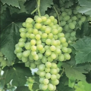 Green Thompson Seedless Grape Vine - 1 Foot Plant in 6-inch Pot