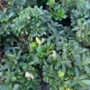 Green Tobira Plant - Live Pittosporum Tobira Plant 6-8 Inch - 6 Inch Pot