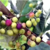Grewia Asiatica 'Sherbet Berry' Potted Plant - Tropical Shrub with Edible Berries