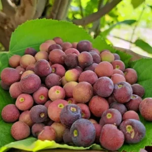 Grewia Asiatica 'Sherbet Berry' Potted Plant - Tropical Shrub with Edible Berries