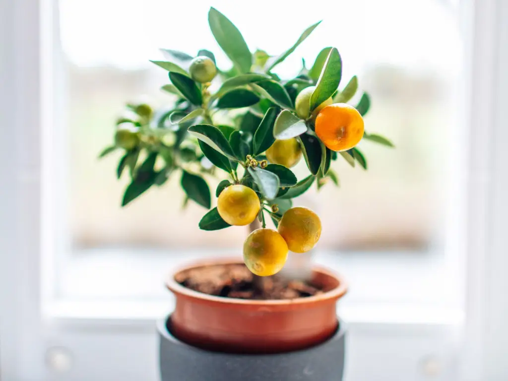 Growing calamondin indoors