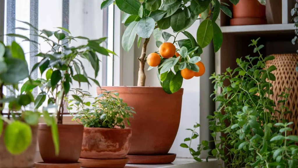 Growing-citrus-window-indoors