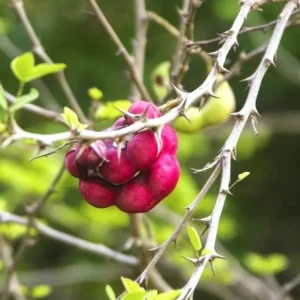 Guamuchil Pithecellobium Dulce Plant - 1 Ft Madras Thorn Tree in 6