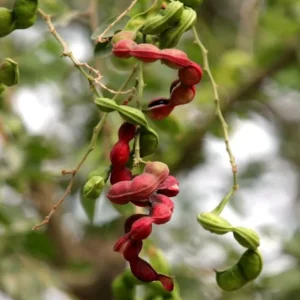 Guamuchil Pithecellobium Dulce Plant - 1 Ft Madras Thorn Tree in 6" Pot