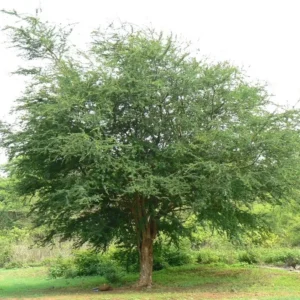 Guamuchil Pithecellobium Dulce Plant - 1 Ft Madras Thorn Tree in 6