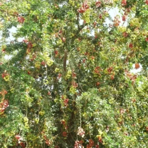 Guamuchil Pithecellobium Dulce Plant - 1 Ft Madras Thorn Tree in 6