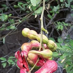 Guamuchil Pithecellobium Dulce Plant - 1 Ft Madras Thorn Tree in 6