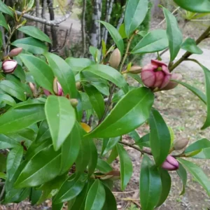 Banana Shrub Michelia Figo Plant - 6
