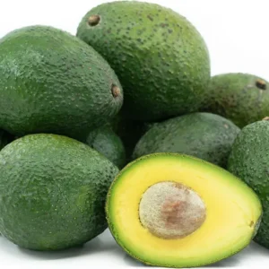Gwen Avocado Tree - 1 ft Grafted Tree Sapling - Ships in Bag