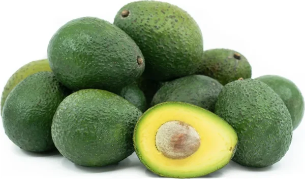 Gwen Avocado Tree - 1 ft Grafted Tree Sapling - Ships in Bag