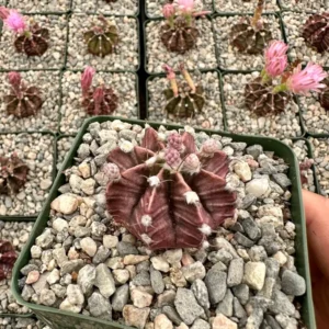 Gymnocalycium Mihanovichii Chin Cactus Rare Red Exotic Plant 3'' Pot