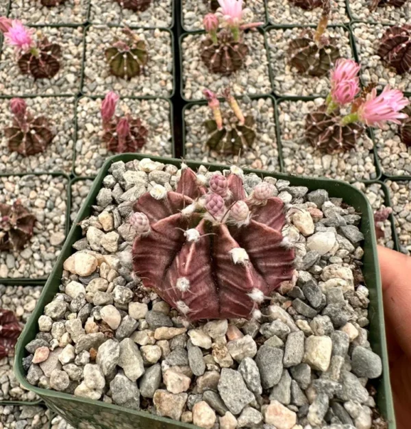 Gymnocalycium Mihanovichii Chin Cactus Rare Red Exotic Plant 3'' Pot