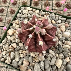 Gymnocalycium Mihanovichii Chin Cactus Rare Red Exotic Plant 3'' Pot