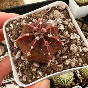 Gymnocalycium Mihanovichii Chin Cactus Rare Red Exotic Plant 3'' Pot