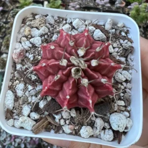 Gymnocalycium Mihanovichii Chin Cactus Rare Red Exotic Plant 3'' Pot