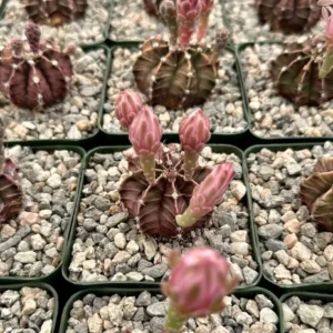 Gymnocalycium Mihanovichii Chin Cactus Rare Red Exotic Plant 3'' Pot