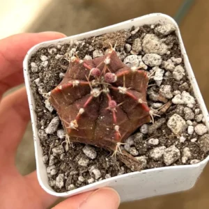 Gymnocalycium Mihanovichii Chin Cactus Rare Red Exotic Plant 3'' Pot
