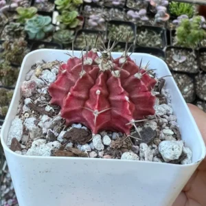Gymnocalycium Mihanovichii Chin Cactus Rare Red Exotic Plant 3'' Pot