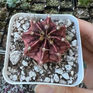 Gymnocalycium Mihanovichii Chin Cactus Rare Red Exotic Plant 3'' Pot