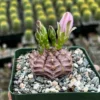 Gymnocalycium Rotundulum Cactus - 3.5" Live Pink Cactus Rare Plant