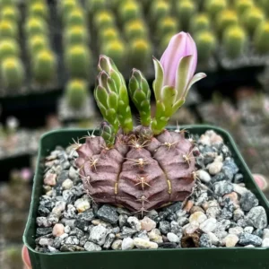 Gymnocalycium Rotundulum Cactus - 3.5