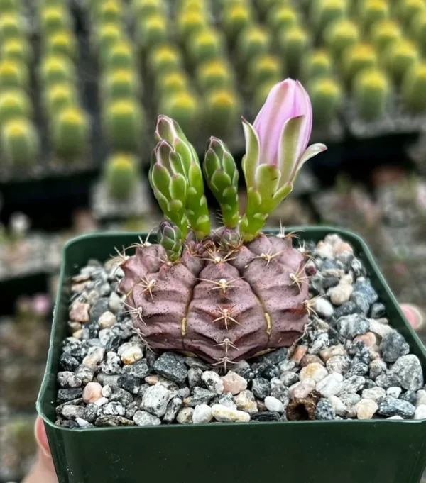 Gymnocalycium Rotundulum Cactus - 3.5" Live Pink Cactus Rare Plant