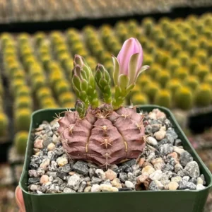 Gymnocalycium Rotundulum Cactus - 3.5" Live Pink Cactus Rare Plant