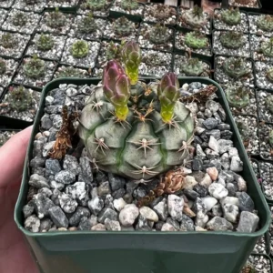 Gymnocalycium Rotundulum Cactus - 3.5