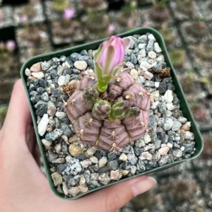 Gymnocalycium Rotundulum Cactus - 3.5