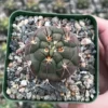 Gymnocalycium Saglionis Cactus - Giant Chin Cactus - Live Plant in 3 inch Pot