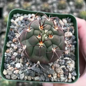 Gymnocalycium Saglionis Cactus - Giant Chin Cactus - Live Plant in 3 inch Pot