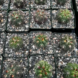 Gymnocalycium Saglionis Cactus - Giant Chin Cactus - Live Plant in 3 inch Pot