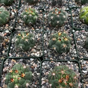 Gymnocalycium Saglionis Cactus - Giant Chin Cactus - Live Plant in 3 inch Pot