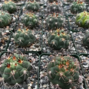 Gymnocalycium Saglionis Cactus - Giant Chin Cactus - Live Plant in 3 inch Pot