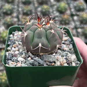 Gymnocalycium Saglionis Cactus - Giant Chin Cactus - Live Plant in 3 inch Pot