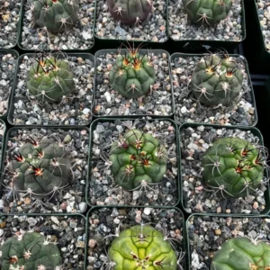 Gymnocalycium Saglionis Cactus - Giant Chin Cactus - Live Plant in 3 inch Pot