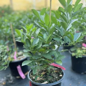 Calamondin Tree Bush 1 Gal Citrus Tree - Compact Home Garden Plant - Free Shipping - Not Ship CA