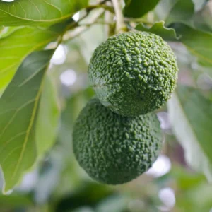 Reed Avocado Tree - 2-3 Ft Tall Grafted Fruit Tree in 3 Gal Pot