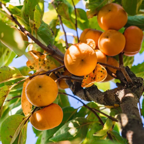 Hachiya Persimmon Tree - Grafted Tree - 3-4 ft Tall - Ships in 3 Gal Pot