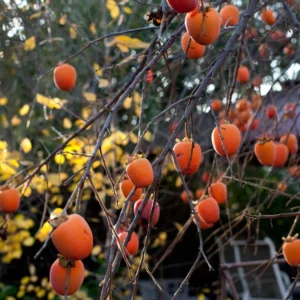 Hachiya Persimmon Tree - Grafted Tree - 3-4 ft Tall - Ships in 3 Gal Pot