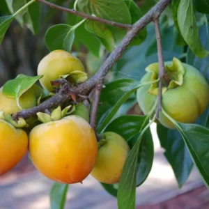 Hachiya Persimmon Tree - Grafted Tree - 3-4 ft Tall - Ships in 3 Gal Pot