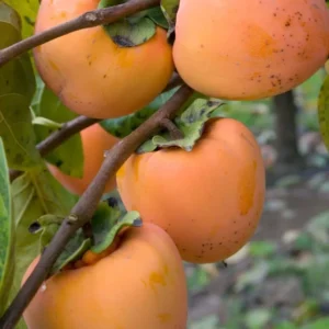 Hachiya Persimmon Tree - Grafted Tree - 3-4 ft Tall - Ships in 3 Gal Pot