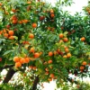 Hamlin Orange Tree - 1 Gallon Potted Citrus Tree - 2 Feet Tall - Not Ship CA