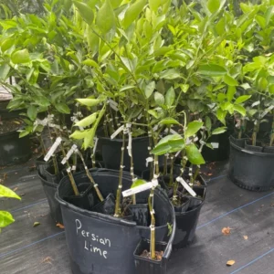 Hamlin Orange Tree - 1 Gallon Potted Citrus Tree - 2 Feet Tall - Not Ship CA