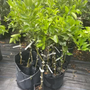 Hamlin Orange Tree - 1 Gallon Potted Citrus Tree - 2 Feet Tall - Not Ship CA